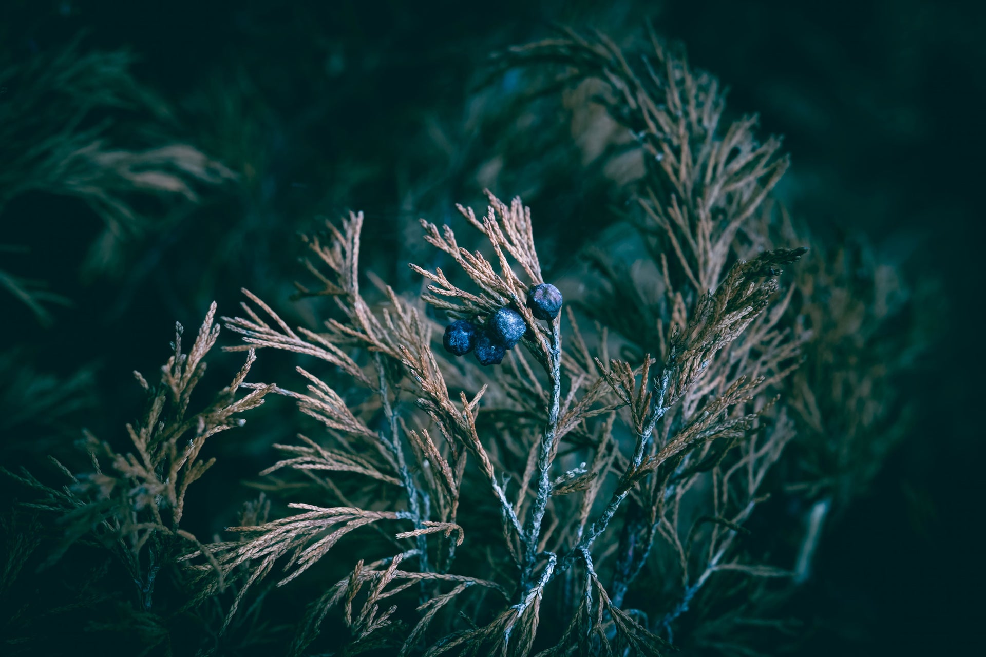 Juniper berries on a branch in moody low light